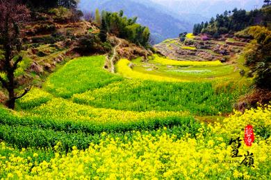 黃山,翡翠池,婺源篁嶺,古城巖,老街 三日游